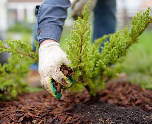 Tree and shrub planting